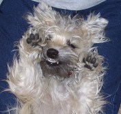 This is why they call me Bitey Dog.