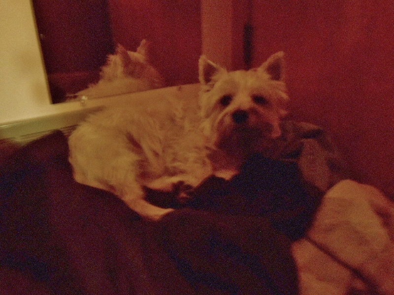 Asleep in the Laundry