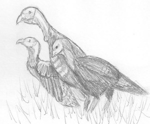 Three feasting turkeys!