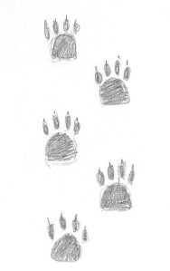 Five coyote paw prints!