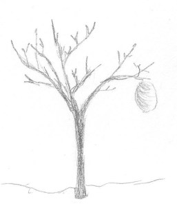 And a wasp nest in a tree!