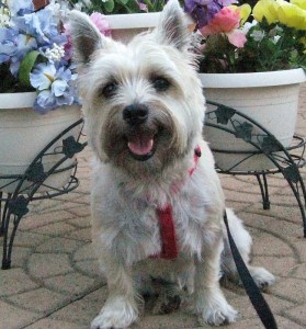 IMG_0117 - Copy (744x800)