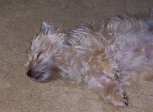 Sleeping Geordie 2 (800x600) - Copy