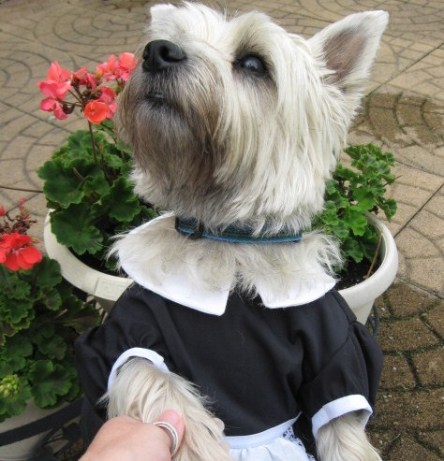 French Maid, Magenta Costume 5