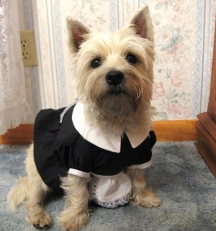 French Maid / Magenta Costume for dogs.