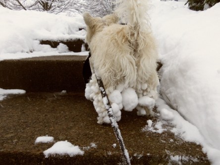 Bitey Dog walks in the snow.