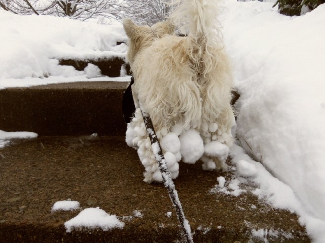 Bitey Dog walks in the snow.