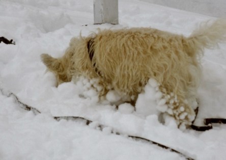 Dog plays in snow.
