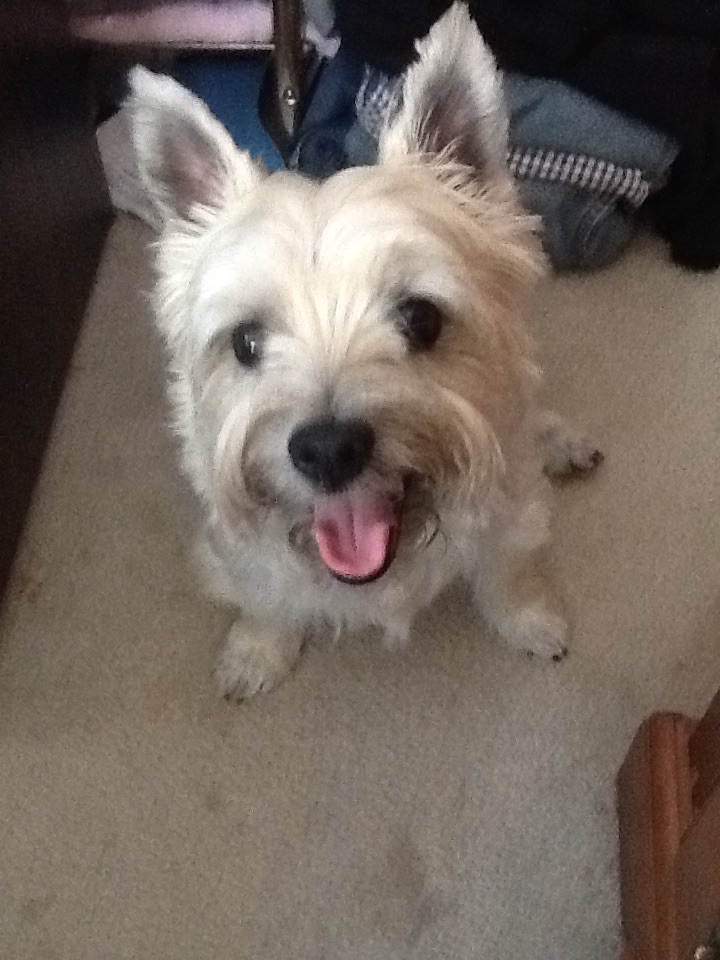 Little Cairn Terrier smiles for the camera.