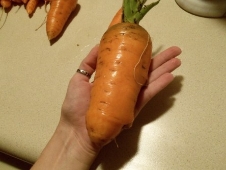  A really big carrot.
