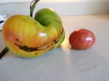 Big yellow tomato and regular red tomato.