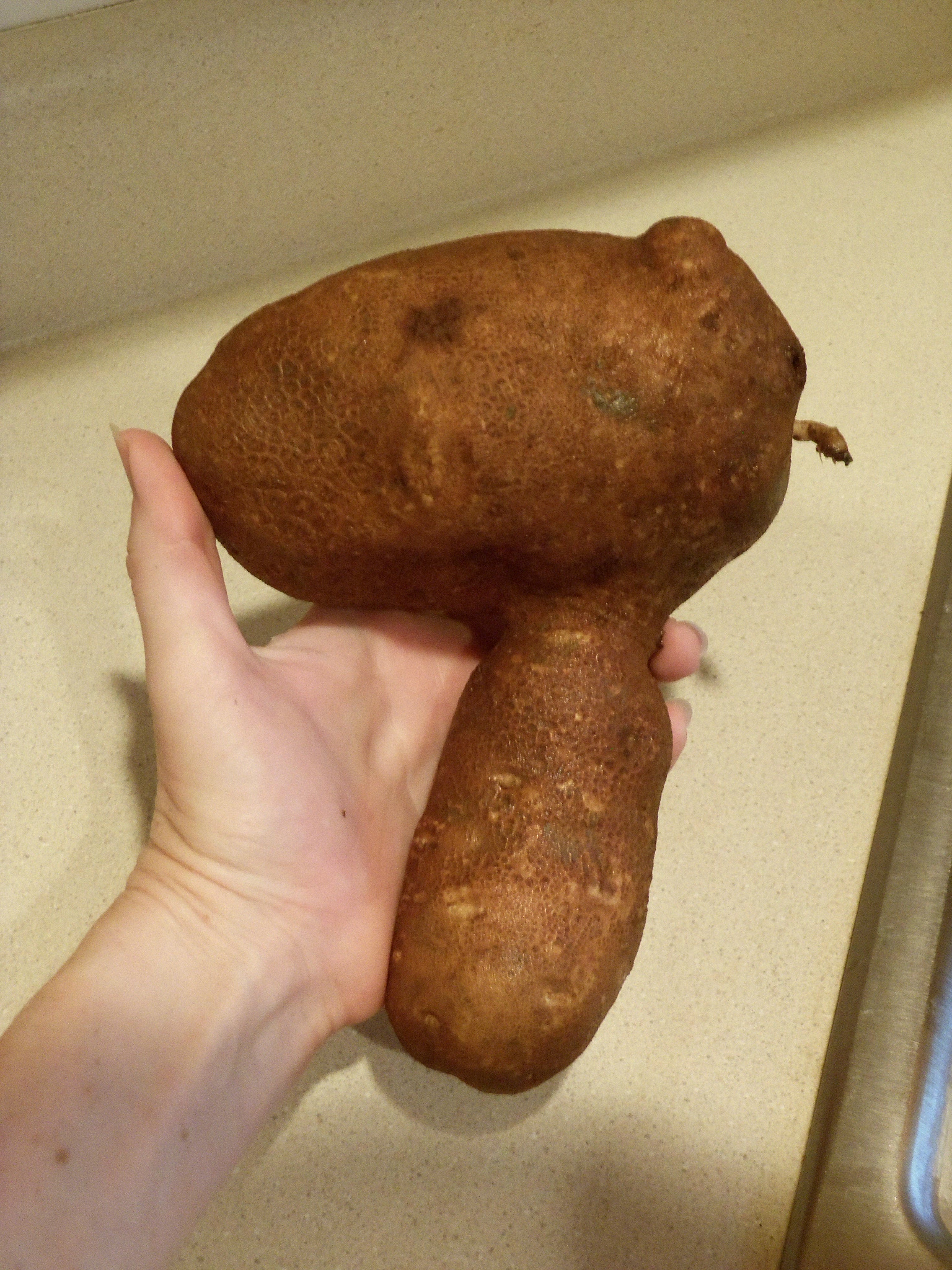 Mallet shaped potato