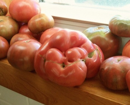A strange tomato sits on a window sill.