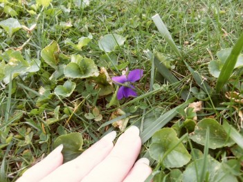 Violet blooming in Fall.