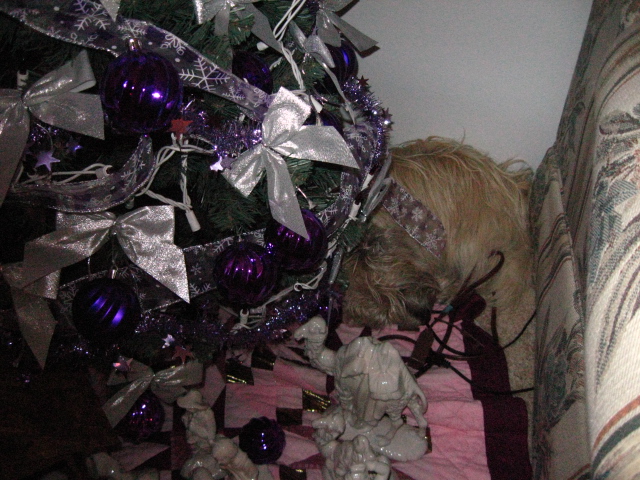 Little Cairn terrier takes a nap under the Christmas tree.