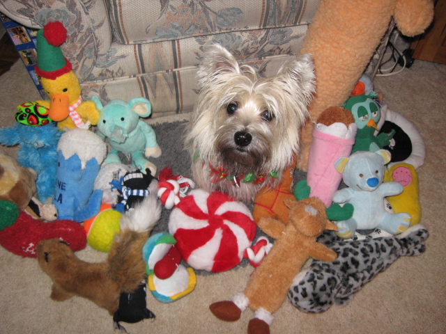 Little puppy in a sea of toys!
