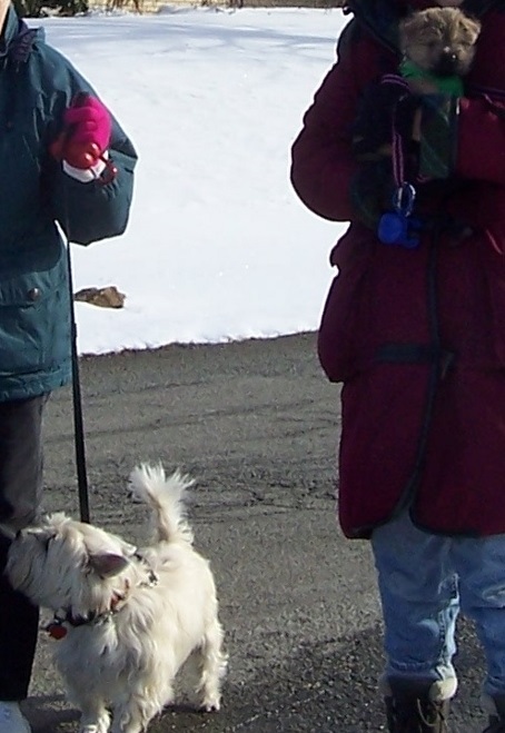 Two Cairn terriers on a cold day
