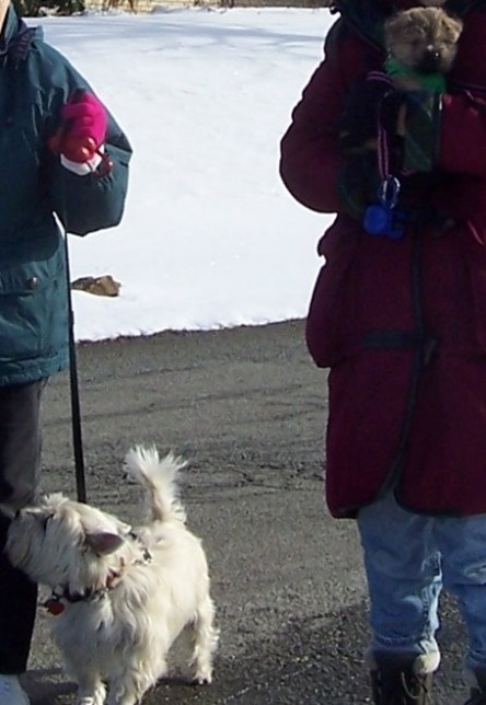 Two Cairn terriers on a cold day