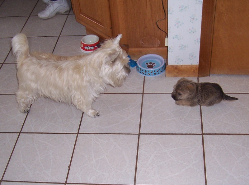 Cairn terrier adult and Cairn terrier puppy meeting on the first day.
