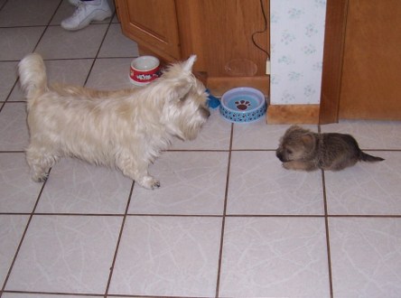 Cairn terrier adult and Cairn terrier puppy meeting on the first day.