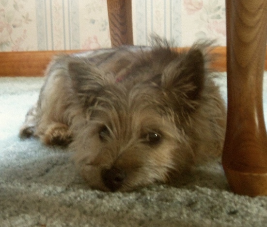 Sleepy Cairn terrier puppy.