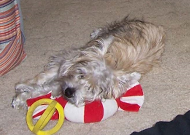 Cairn terrier puppy sleeping with his head on a peppermint toy.