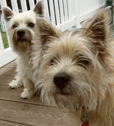 100_4222 (800x600) - Copy