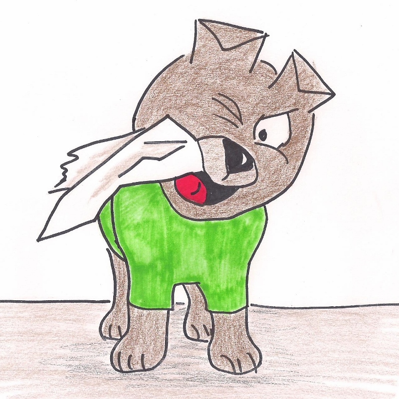 Little Cairn Terrier chews a piece of paper.