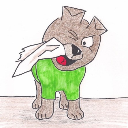 Little Cairn Terrier chews a piece of paper.