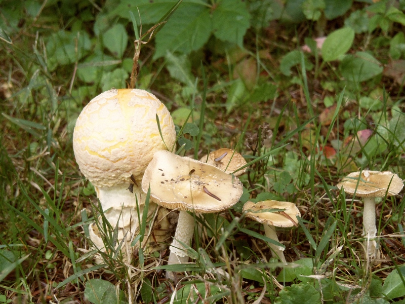 Cluster of mushrooms.