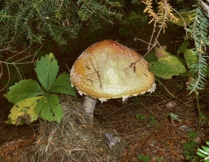 Big mushroom.