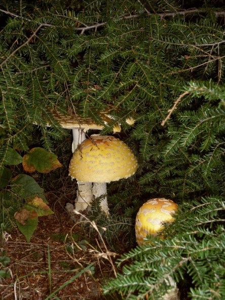 Holy Family of mushrooms.