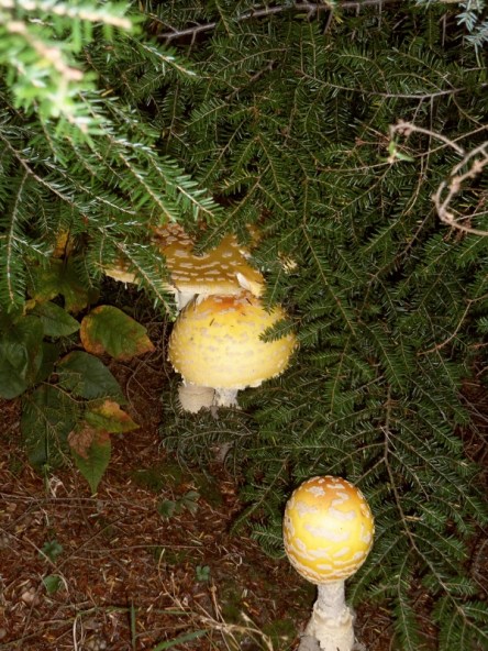 Cluster of three mushrooms.