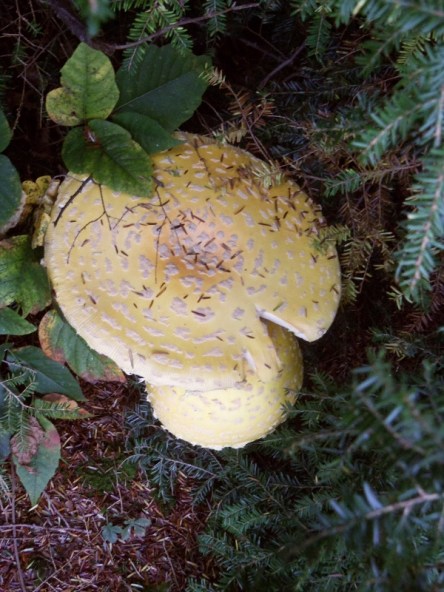 "Joseph" the Mushroom, top view.