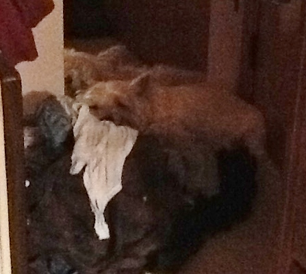 Cairn terrier fast asleep in the dirty laundry.