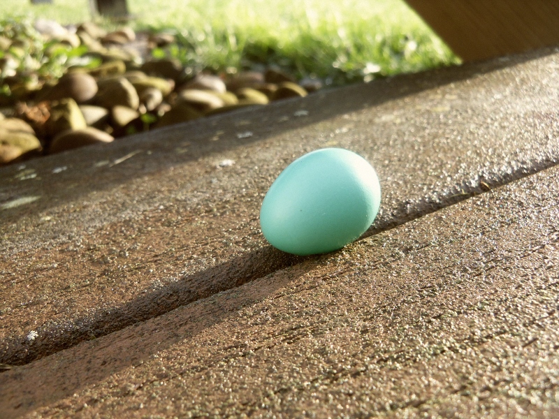 Robin's egg sitting on porch step.