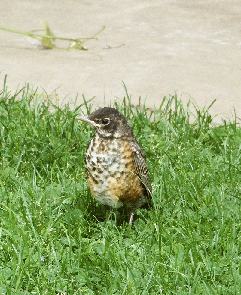 Baby robin stands in grass