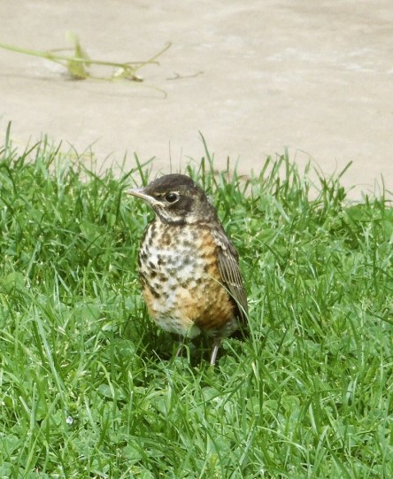 Baby robin stands in grass