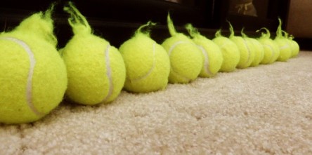 Tennis balls with fuzz handles that a puppy has chewed from their covers.