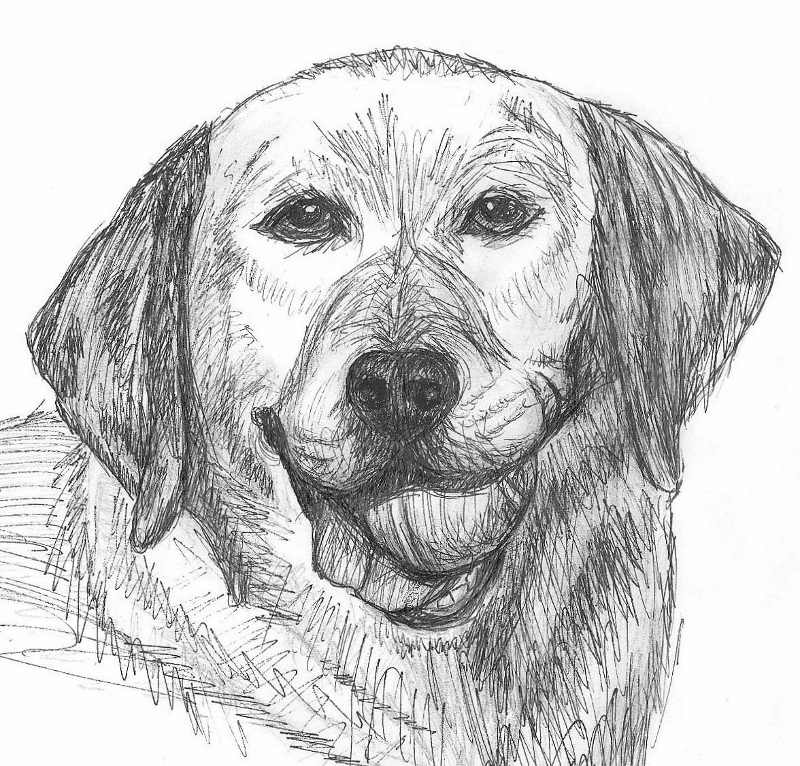 Yellow Lab with tennis ball.