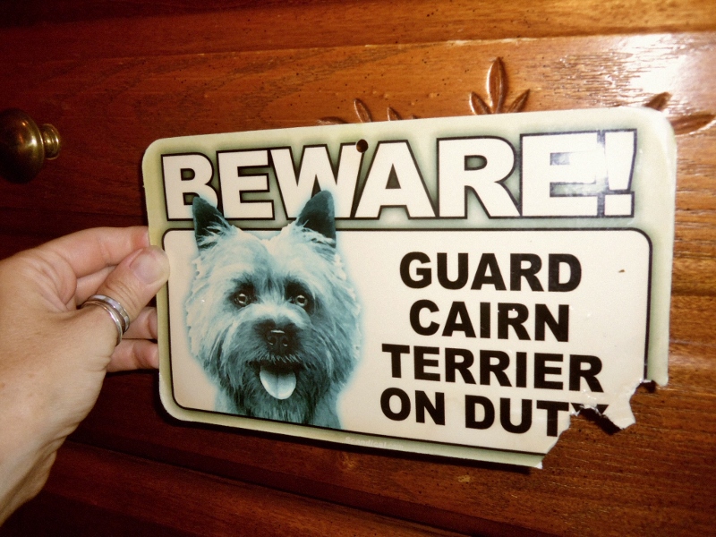 Beware! Guard Cairn Terrier On Duty
