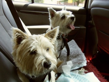 Two Cairn terrier pups ride in the car.