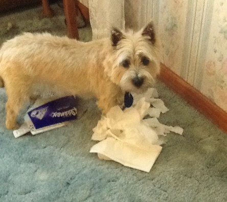 Cairn terrier puppy tears up box of tissues.