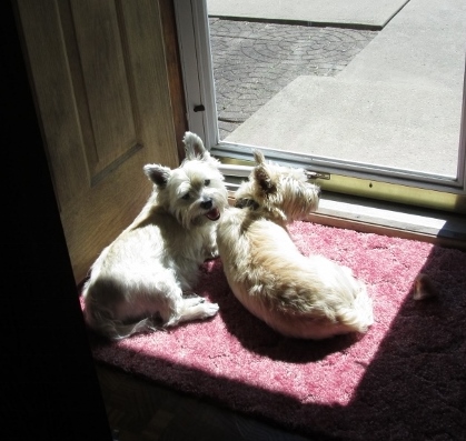 Two Cairn terriers sun themselves near the door.