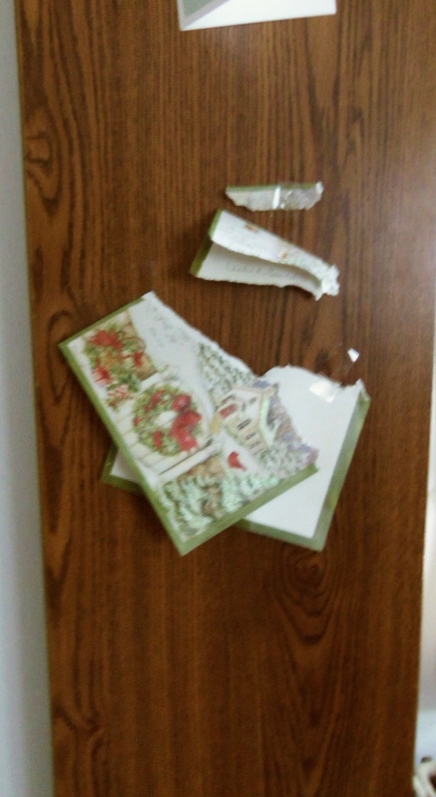 Christmas card torn up by a naughty Cairn terrier puppy.