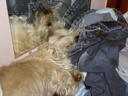 Cairn terrier sleeping in a pile of laundry.