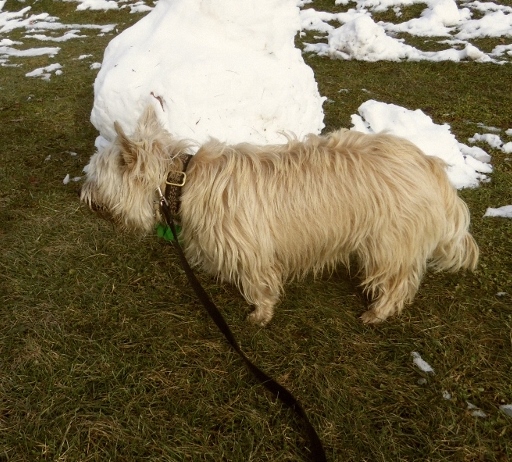That yellow snow? Don't ask.