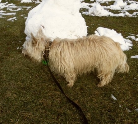 That yellow snow? Don't ask.