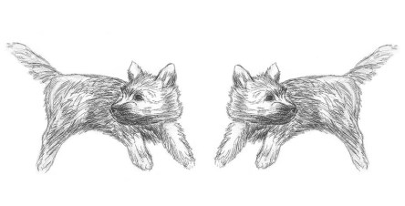 Twin Cairn terrier puppy sketches.