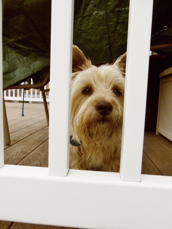 Cairn terrier pup looks between railing.